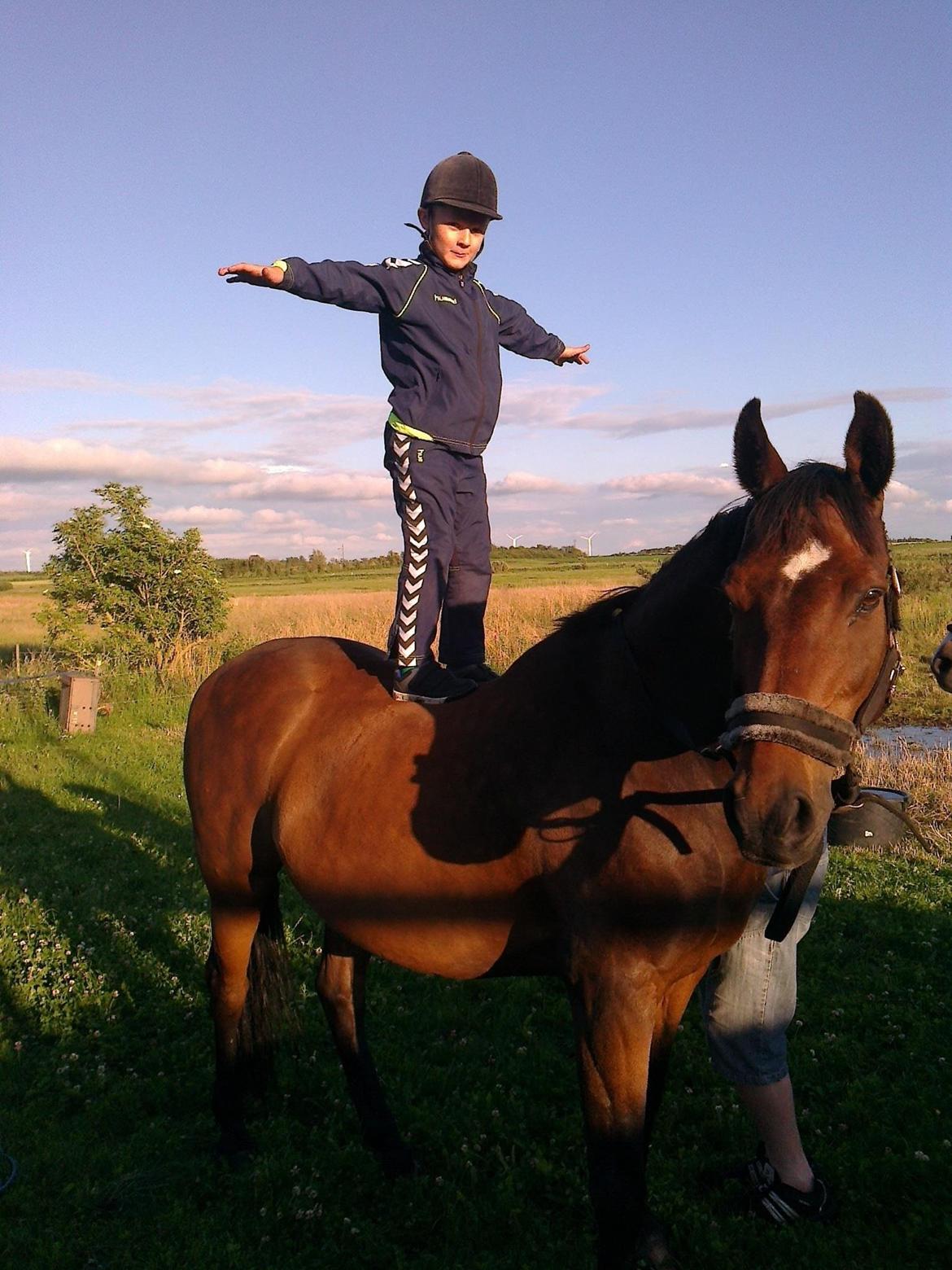 Dansk Varmblod Kasmo |MY EVERYTHING| billede 20