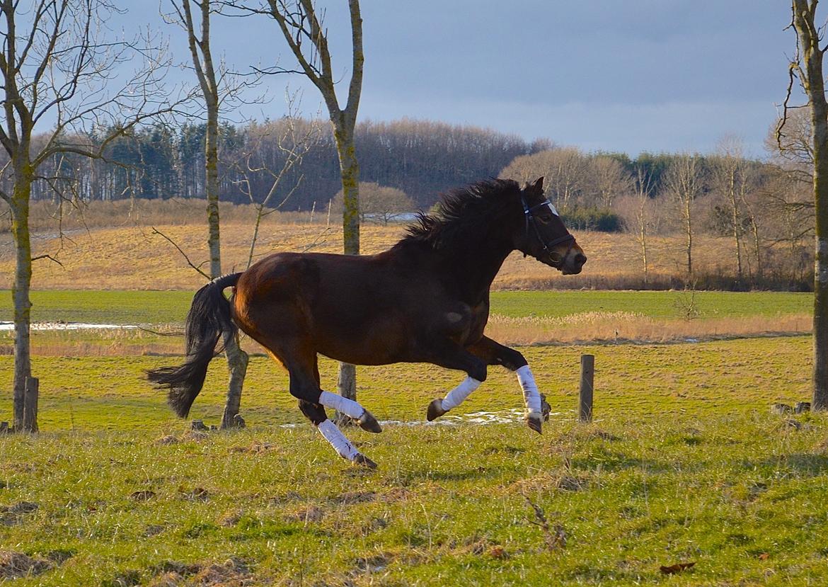 New Forest Feldholm's Penny - Vild galop over markerne :-) billede 4
