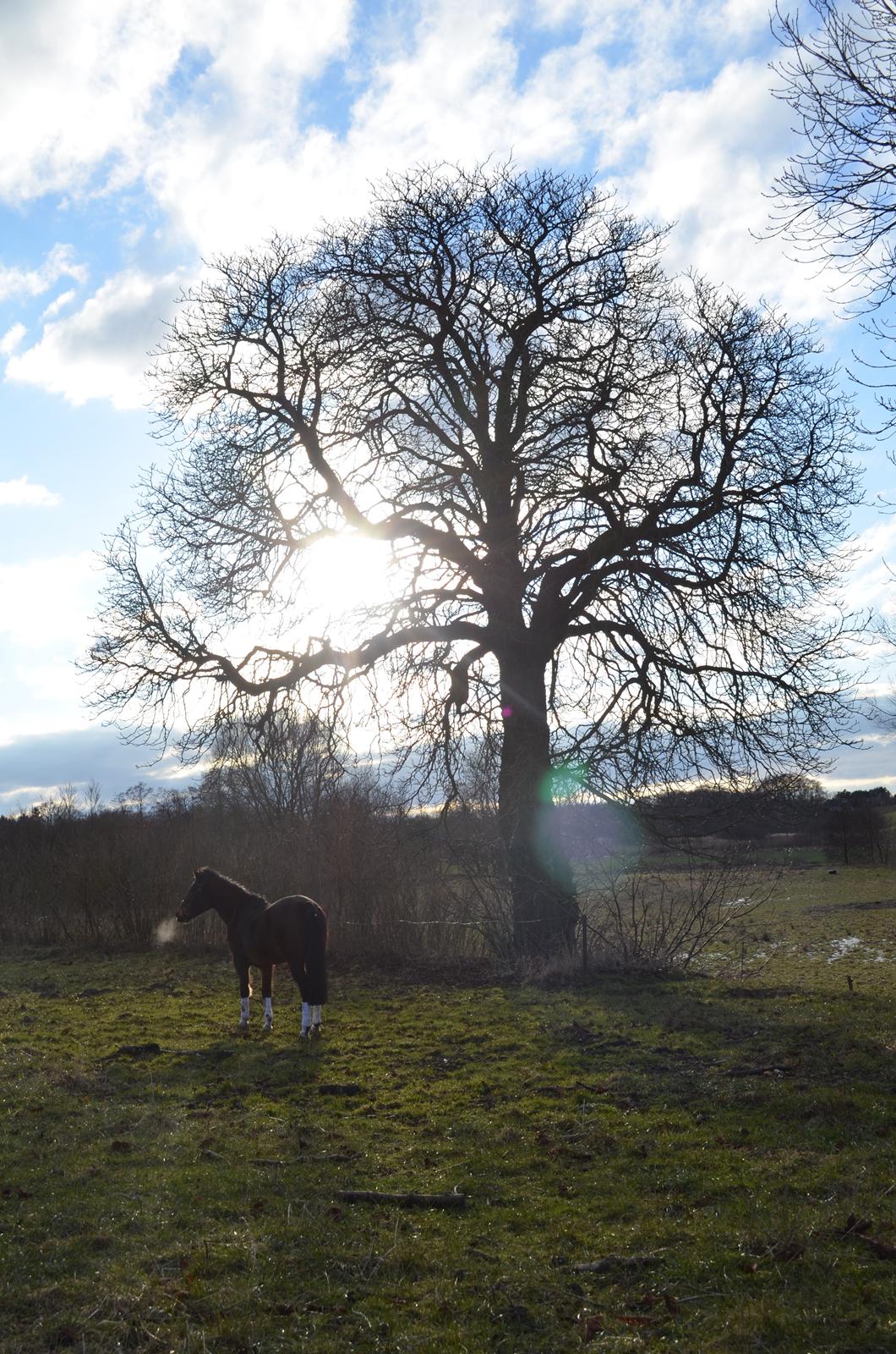 New Forest Feldholm's Penny - Et dejligt vinter billede billede 15