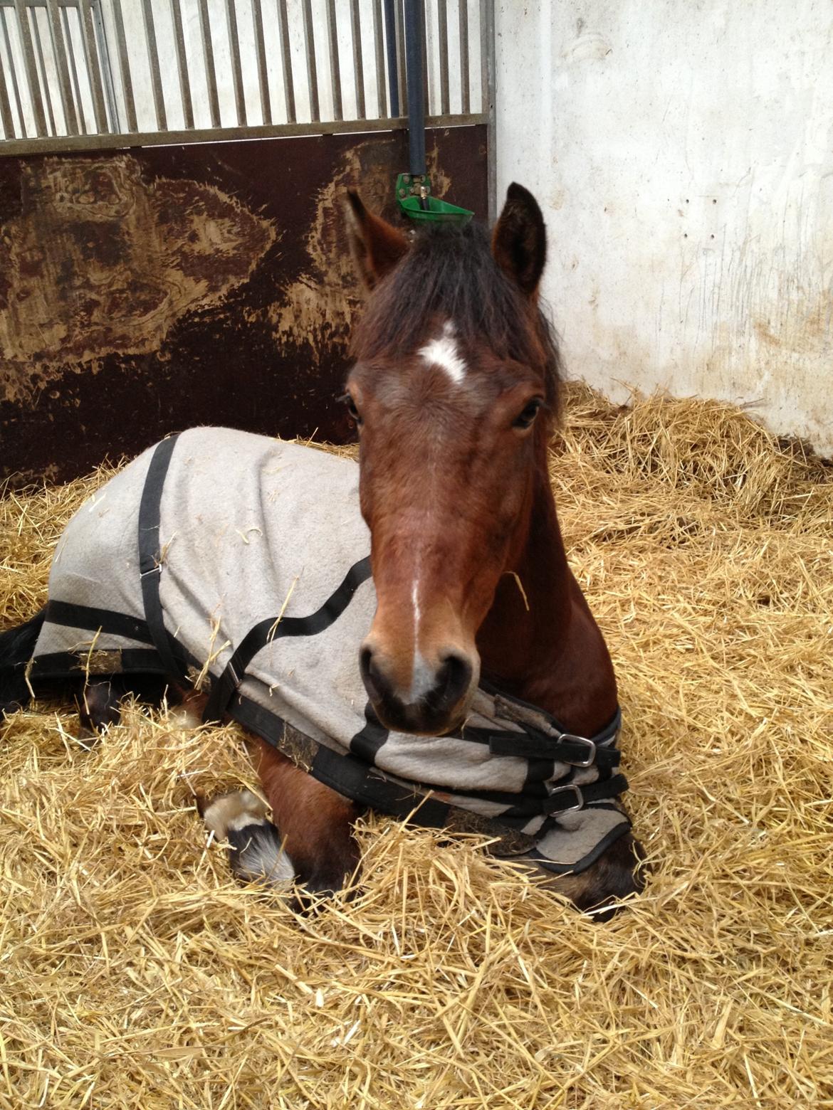 Welsh Cob (sec D) LSH SPIRIOT!<3 - “At elske dig er som at trække vejret, hvordan kan jeg lade være” billede 12