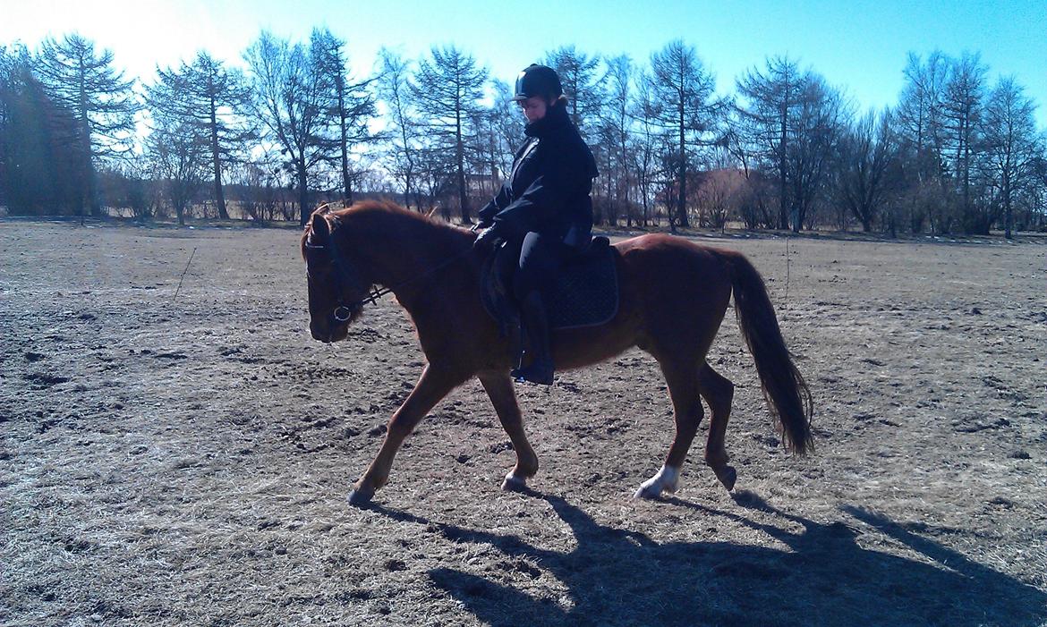 Anden særlig race Højersmindes Figther billede 11