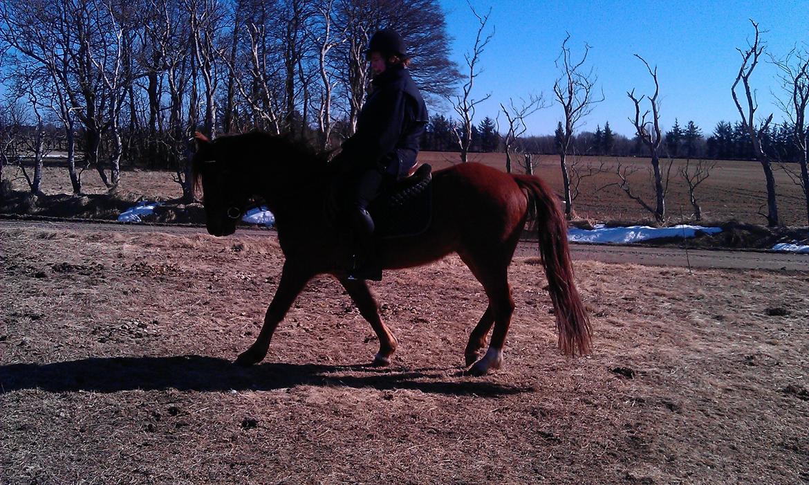 Anden særlig race Højersmindes Figther billede 12