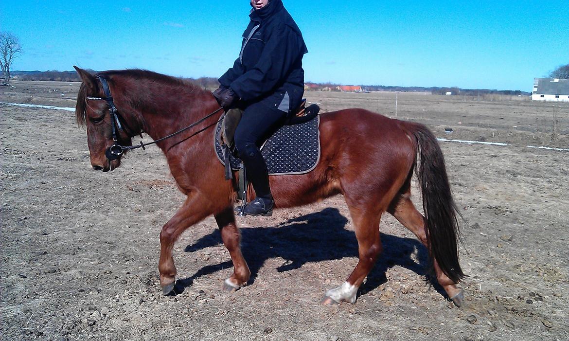 Anden særlig race Højersmindes Figther billede 13