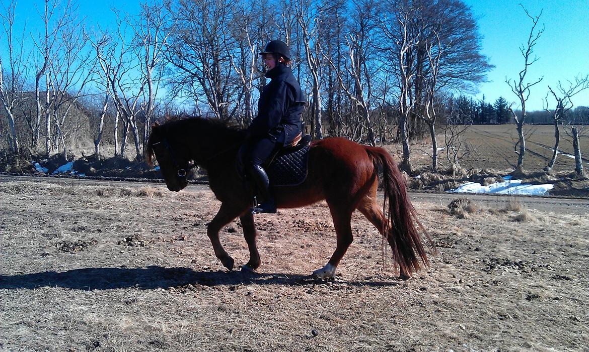 Anden særlig race Højersmindes Figther billede 14