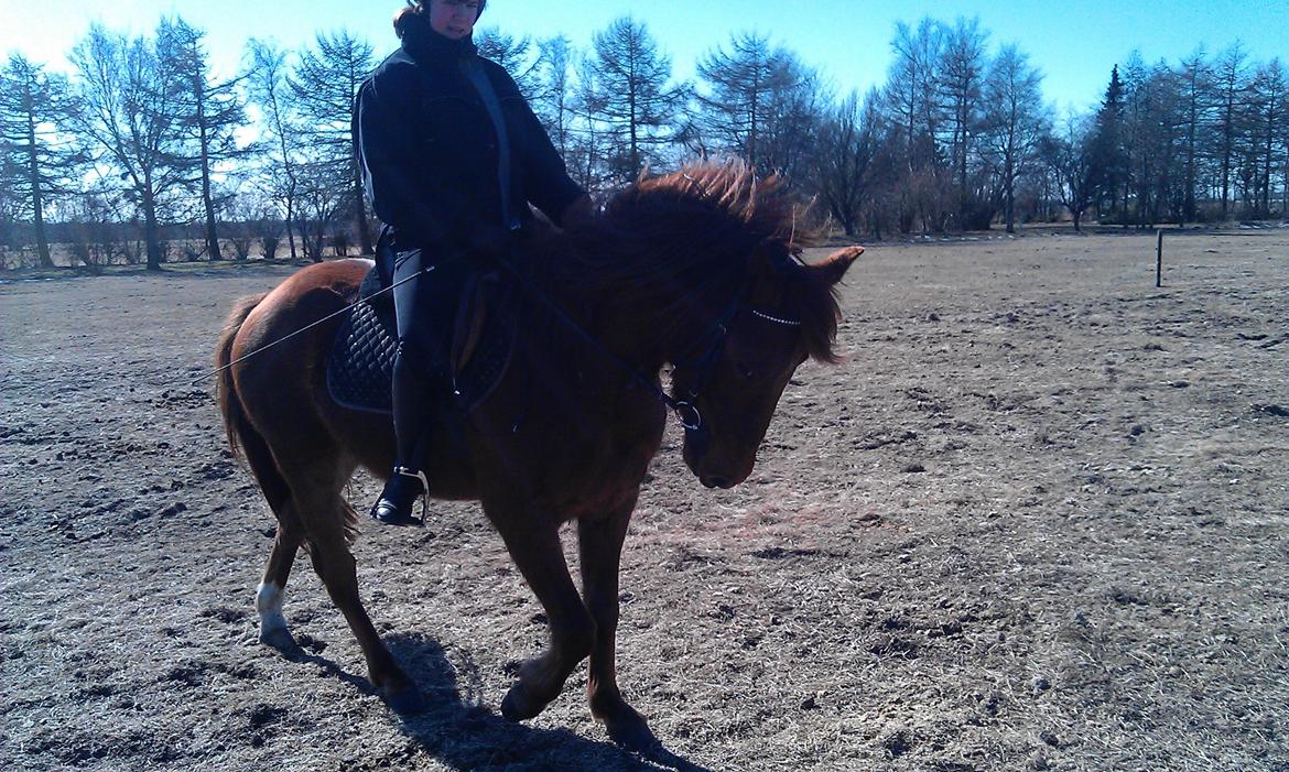 Anden særlig race Højersmindes Figther billede 15