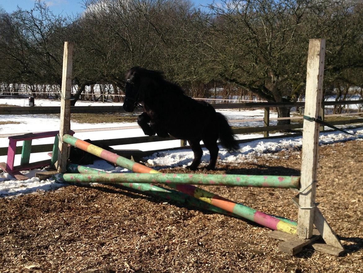 Shetlænder Elvis billede 25