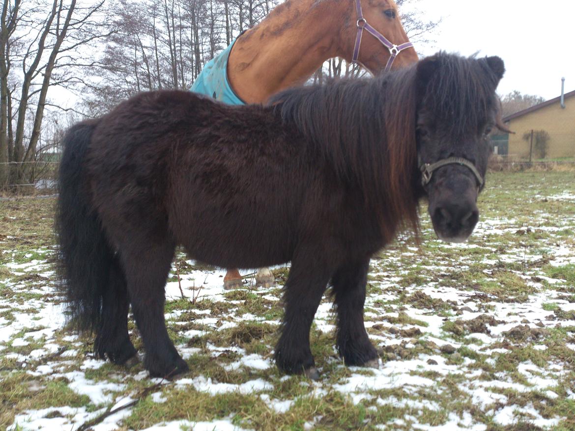 Shetlænder Elvis - Elvis har fået vintertøjet på :) billede 19