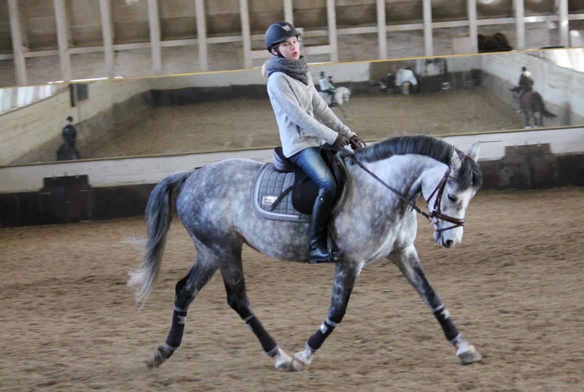 Hollandsk Sportspony Kylah W billede 9