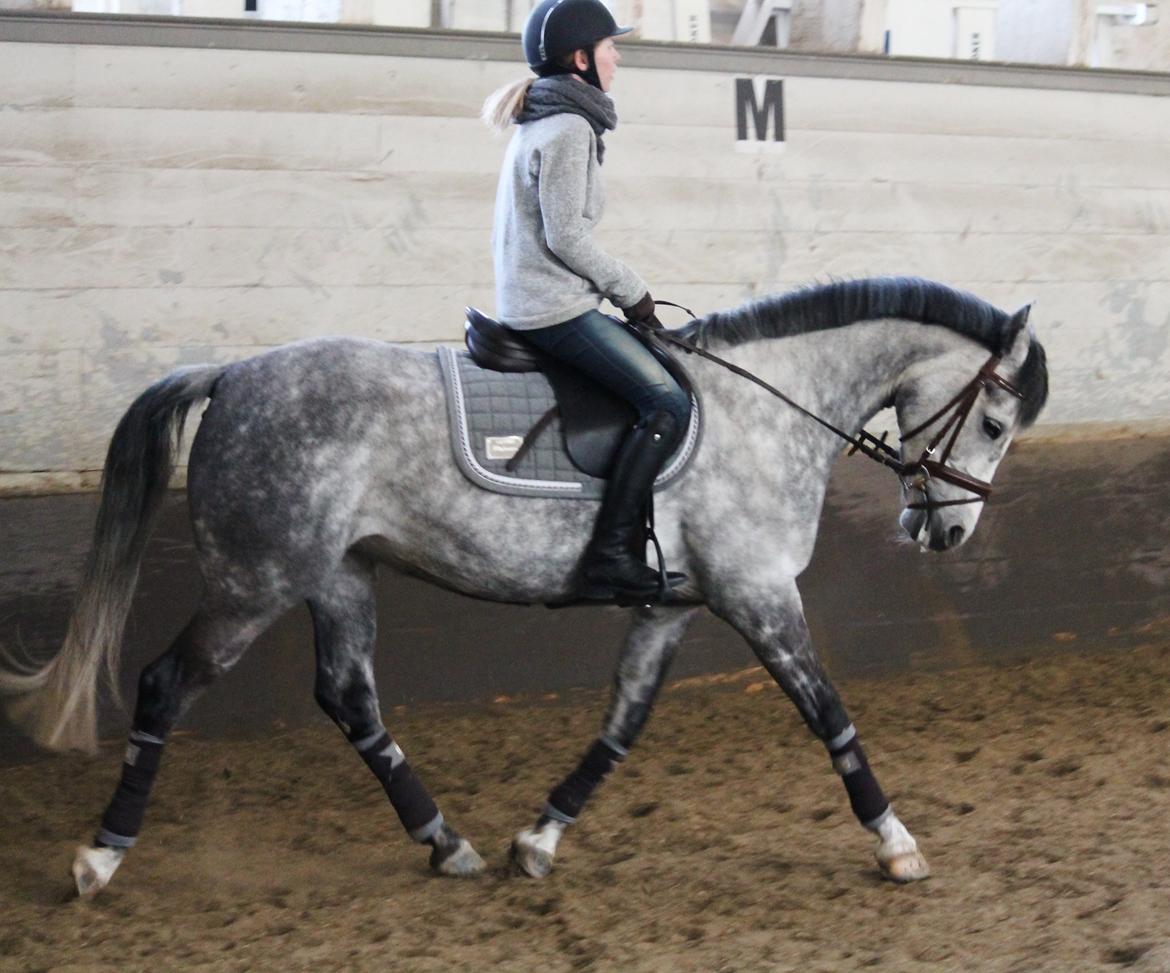 Hollandsk Sportspony Kylah W billede 2