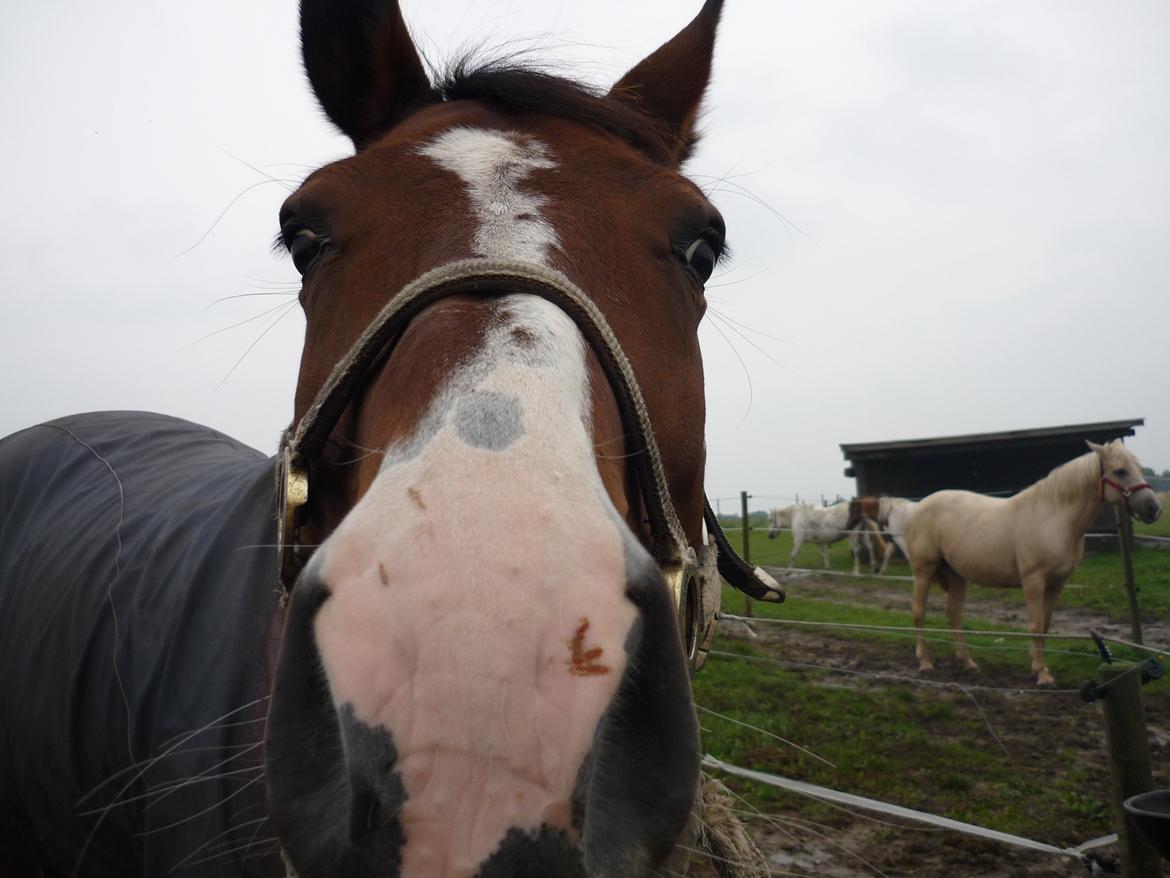 Dansk Varmblod Electric | Egon | - JEG ELSKER DIG!<3 billede 11