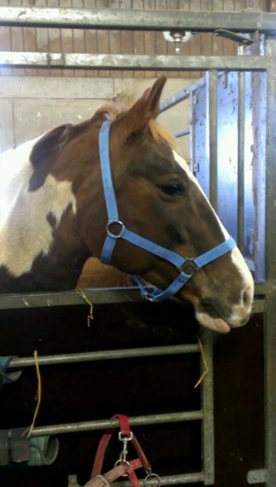 Pinto Tippi - Velkommen til Tippi´s Profil :) billede 1