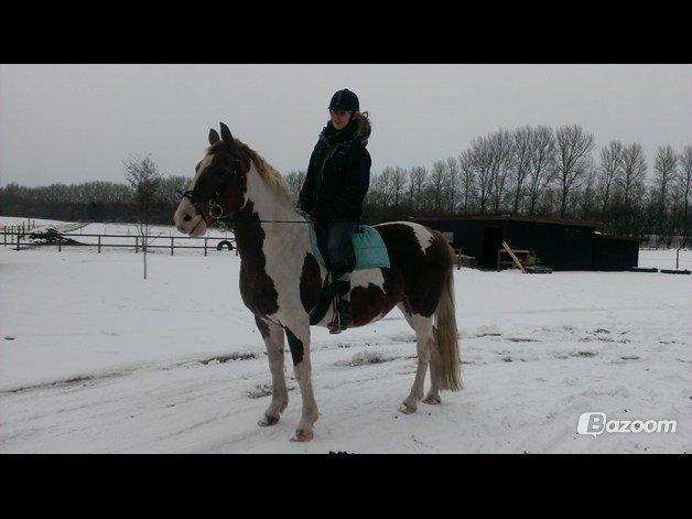 Pinto Tippi billede 3