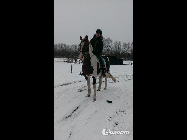 Pinto Tippi billede 4