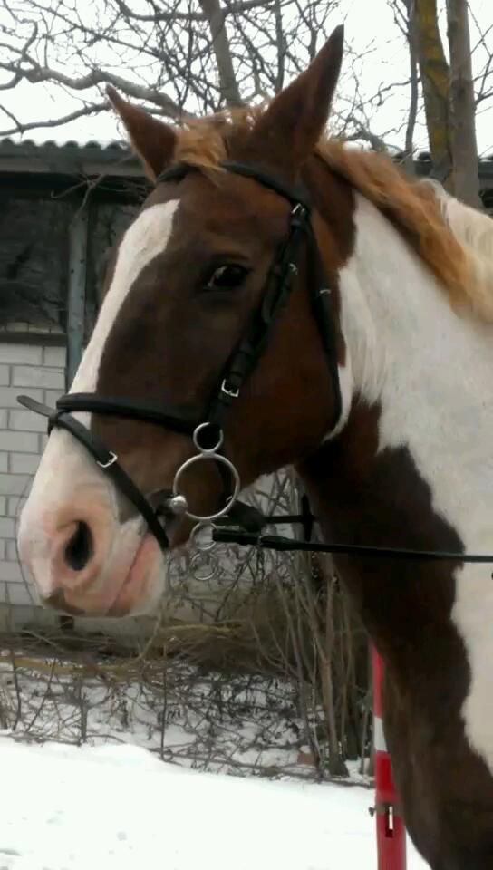 Pinto Tippi billede 5