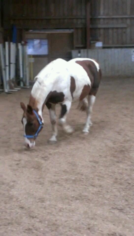 Pinto Tippi billede 6