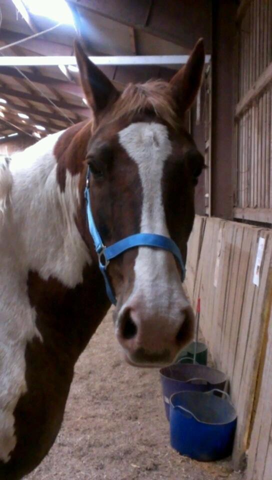 Pinto Tippi billede 7