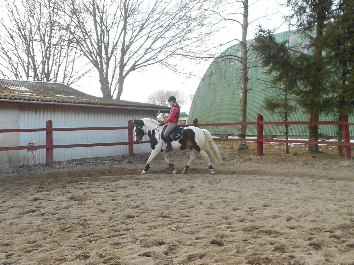 Anden særlig race Jolly Jumper billede 15