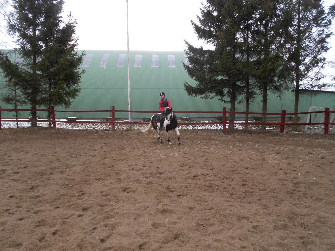 Anden særlig race Jolly Jumper billede 17