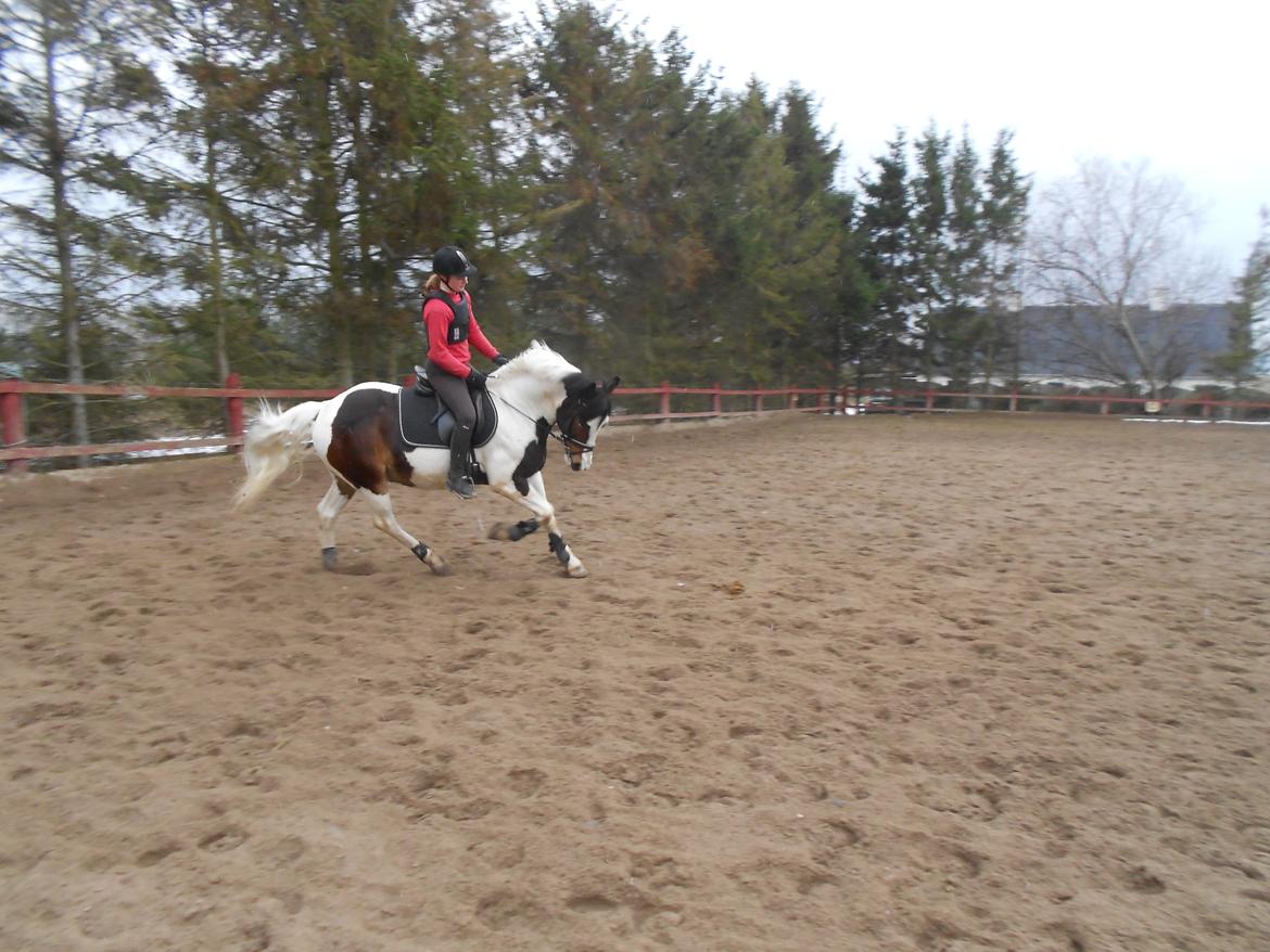 Anden særlig race Jolly Jumper - Lidt kan han daaa!<3:D billede 18