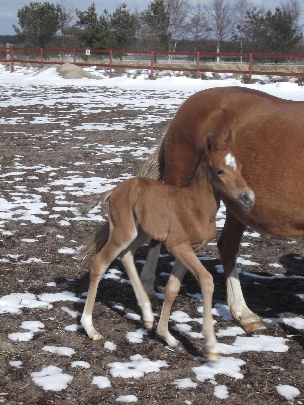 Anden særlig race Helleruphus  Anischa billede 6
