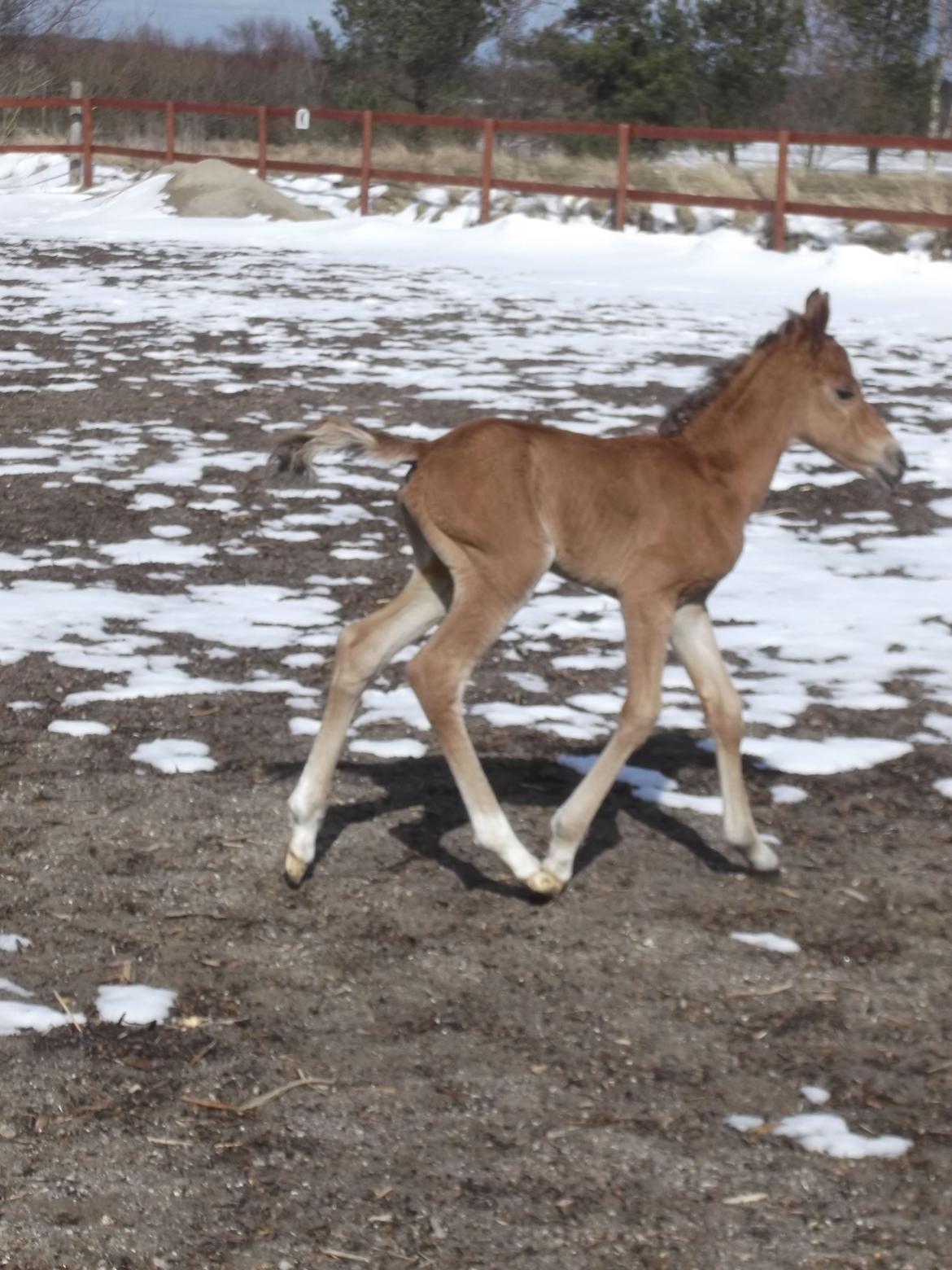 Anden særlig race Helleruphus  Anischa billede 7
