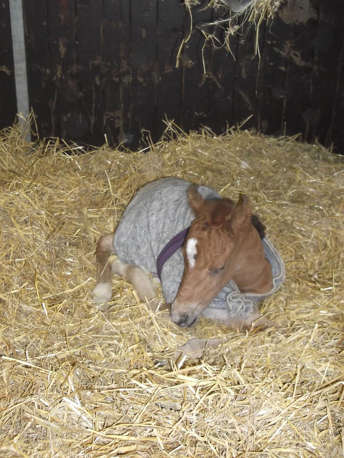Anden særlig race Helleruphus  Anischa billede 8