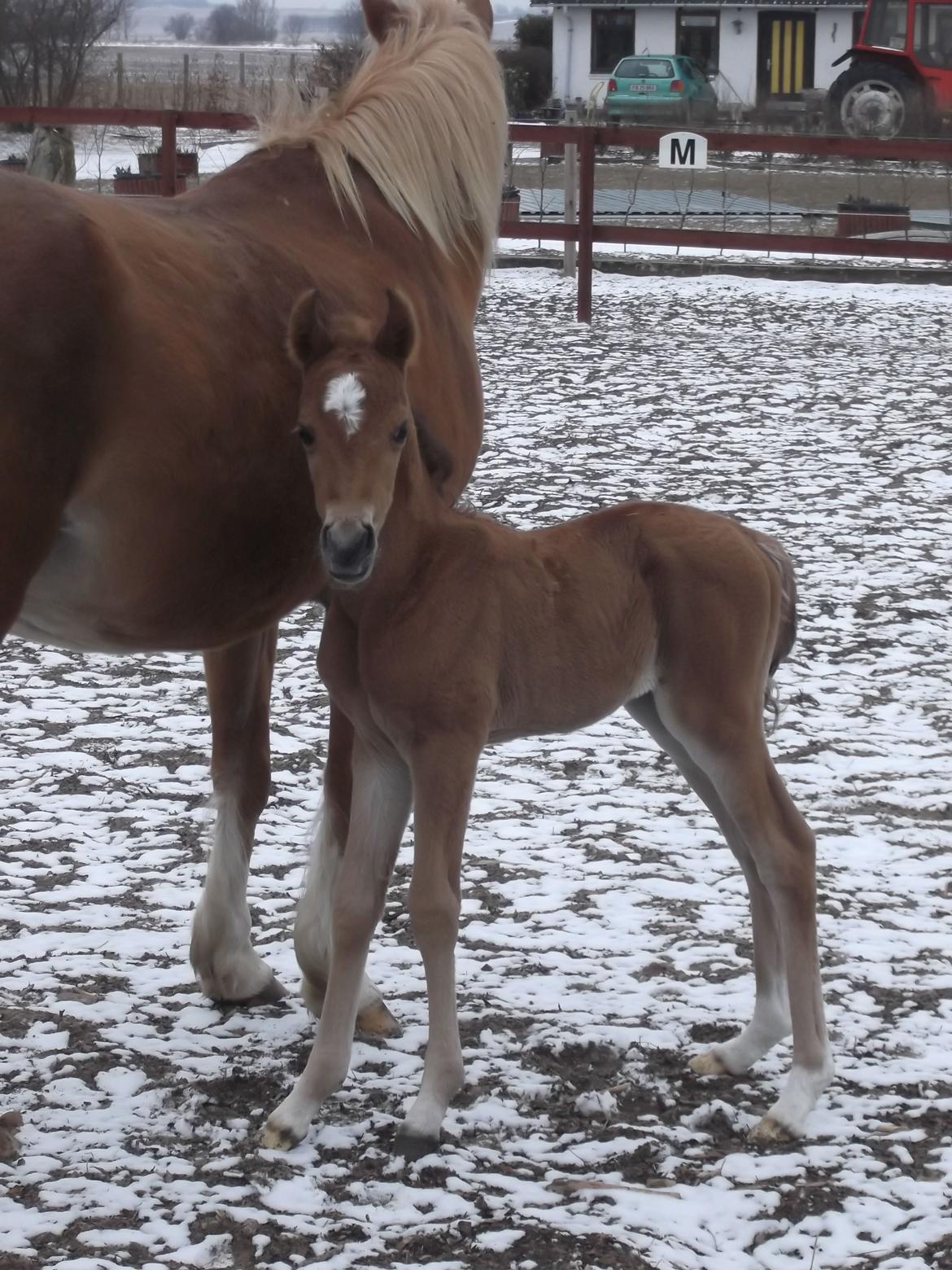 Anden særlig race Helleruphus  Anischa billede 9