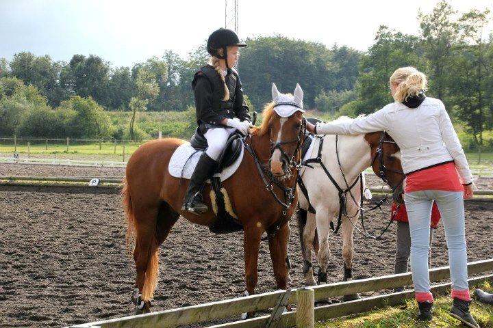 DSP Apollo (Polle fisen) <3 - Hyyyyyyygge! Stævne i Ladelund! <3 billede 18