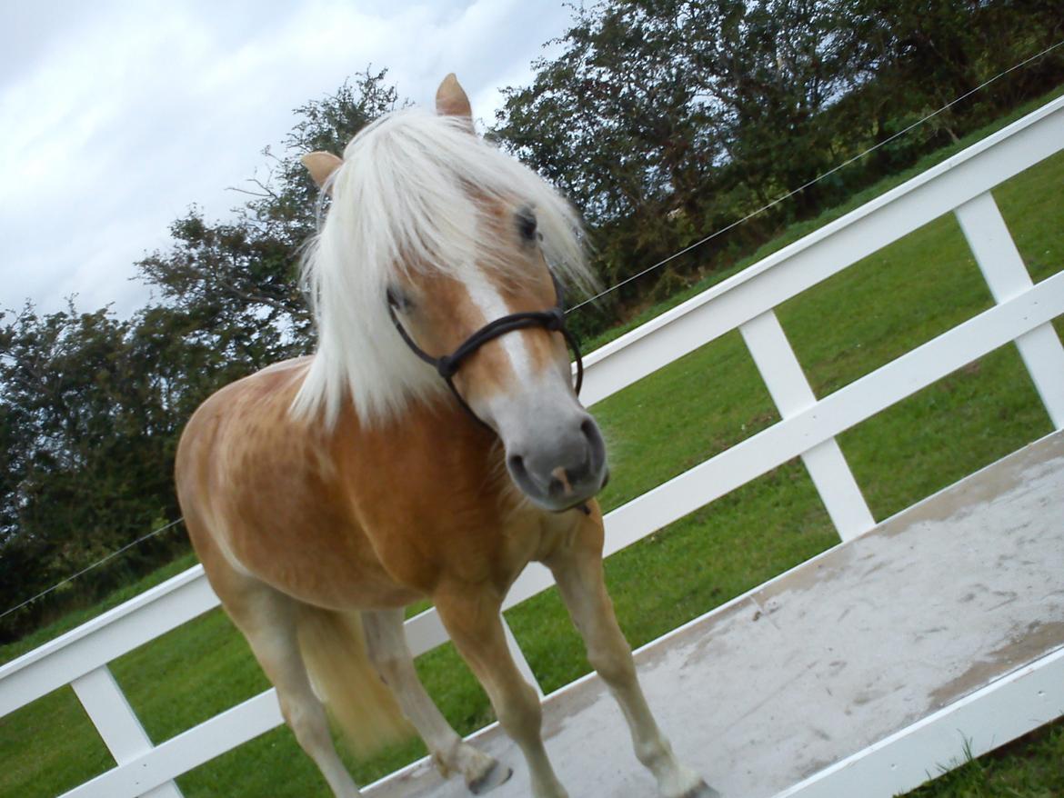 Haflinger Lille Pepsi - En dejlig sommer dag med lidt Trec træning.:-D billede 16