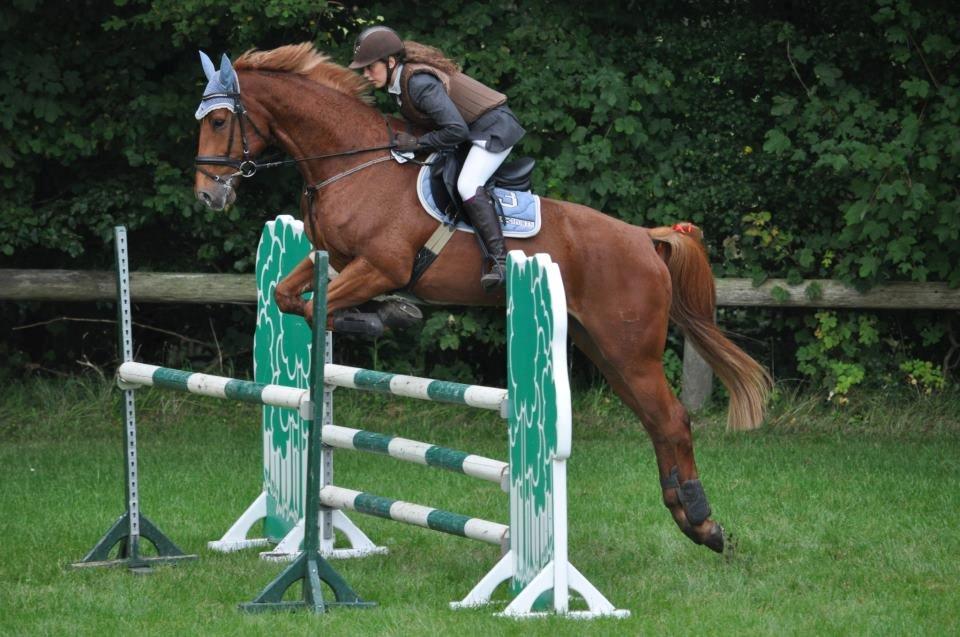 Dansk Varmblod Elmegårdens Akan billede 12