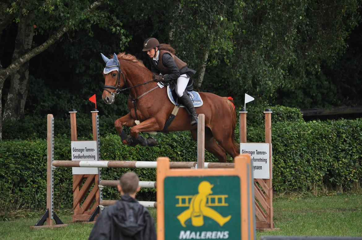 Dansk Varmblod Elmegårdens Akan billede 13