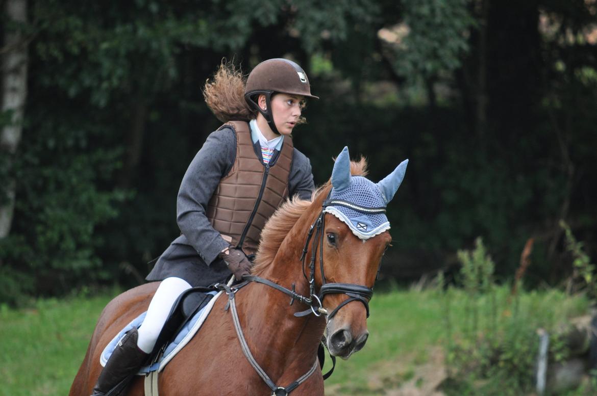 Dansk Varmblod Elmegårdens Akan billede 14