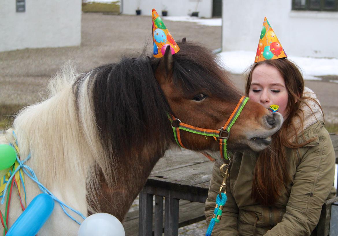 Shetlænder Incredible Dark Design (Indi) - Tillykke med de 4 år <3 billede 5