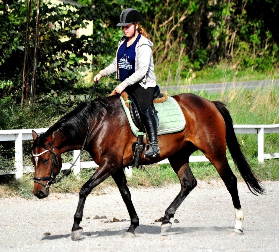 Dansk Varmblod Bøgegårdens Liva - September '12. Mig og Liva næsten lige kommet igang efter knæoperation og teenage-periode. Foto: Nadja billede 15
