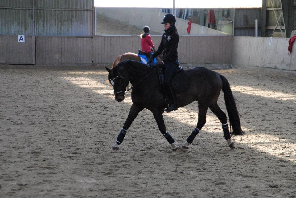 Dansk Varmblod Kronborgs Deco - HINGST - Kursus v. Rune Glusted 28.marts 2013.
 billede 14