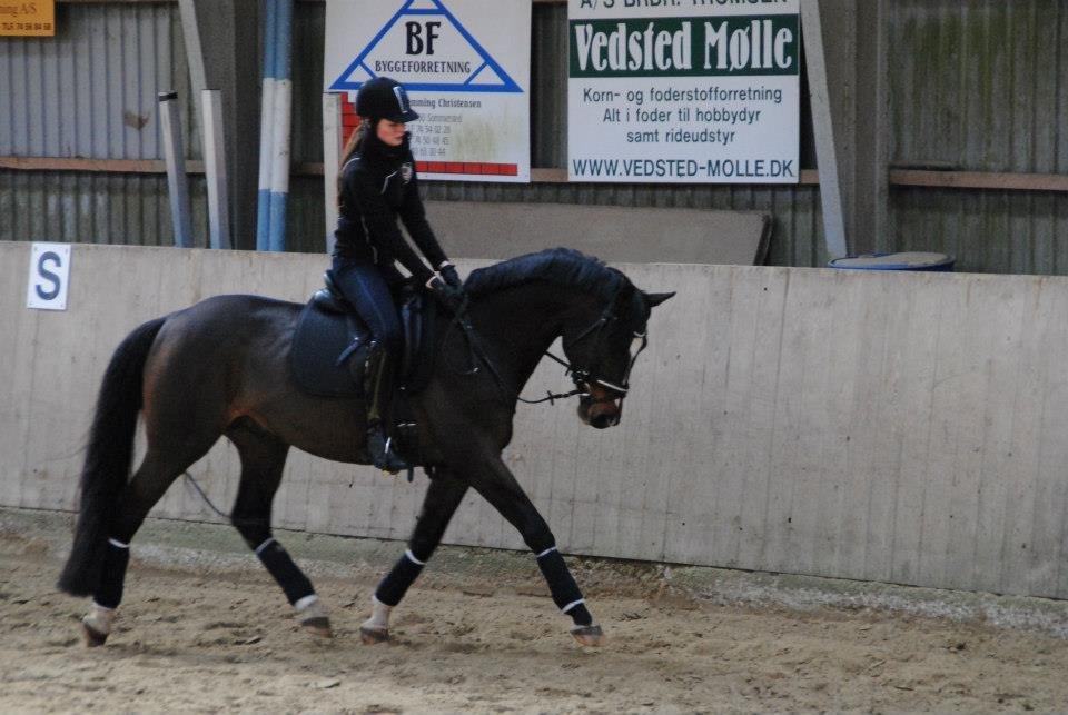 Dansk Varmblod Kronborgs Deco - HINGST - Kursus v. Rune Glusted 28.marts 2013.
SÅÅ dygtige:-) billede 15