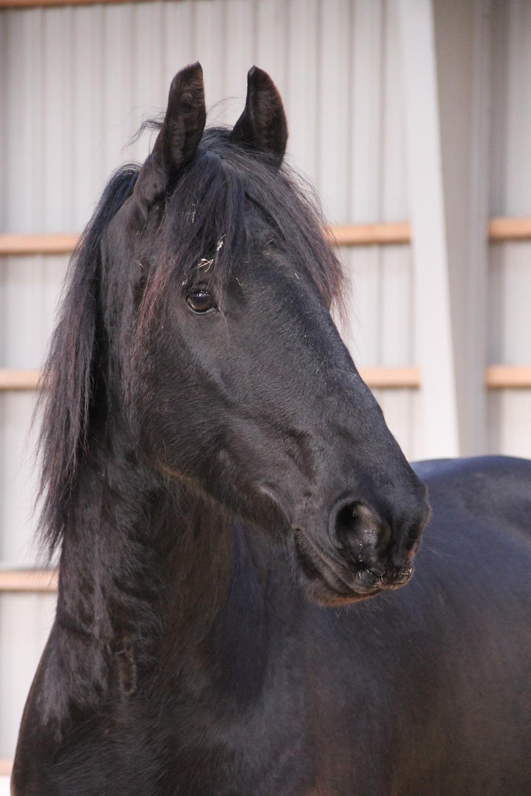 Frieser Barik *solgt* billede 15