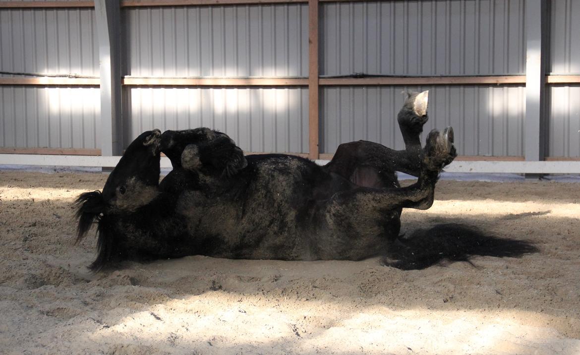 Frieser Barik *solgt* billede 16