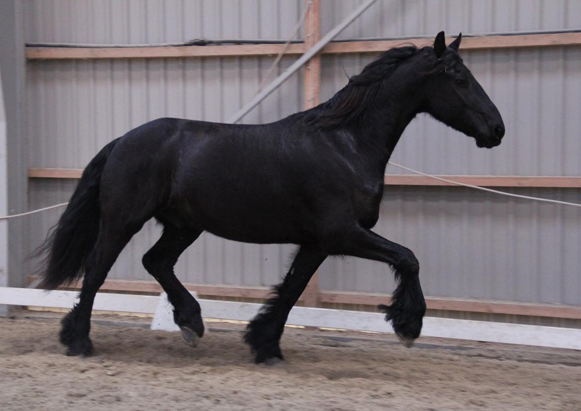 Frieser Barik *solgt* billede 17