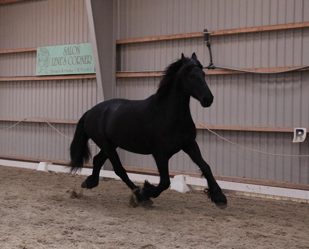 Frieser Barik *solgt* billede 18