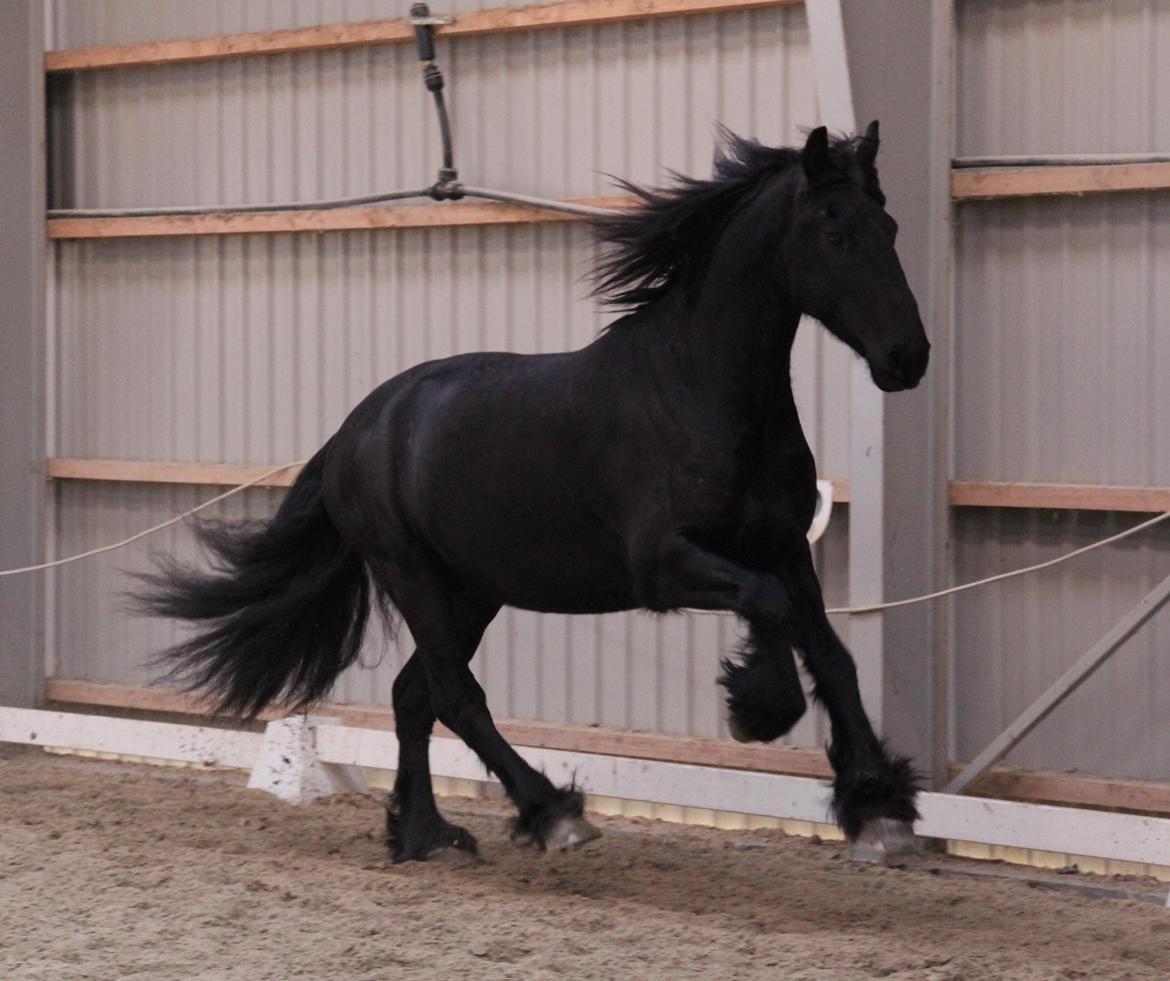 Frieser Barik *solgt* billede 19