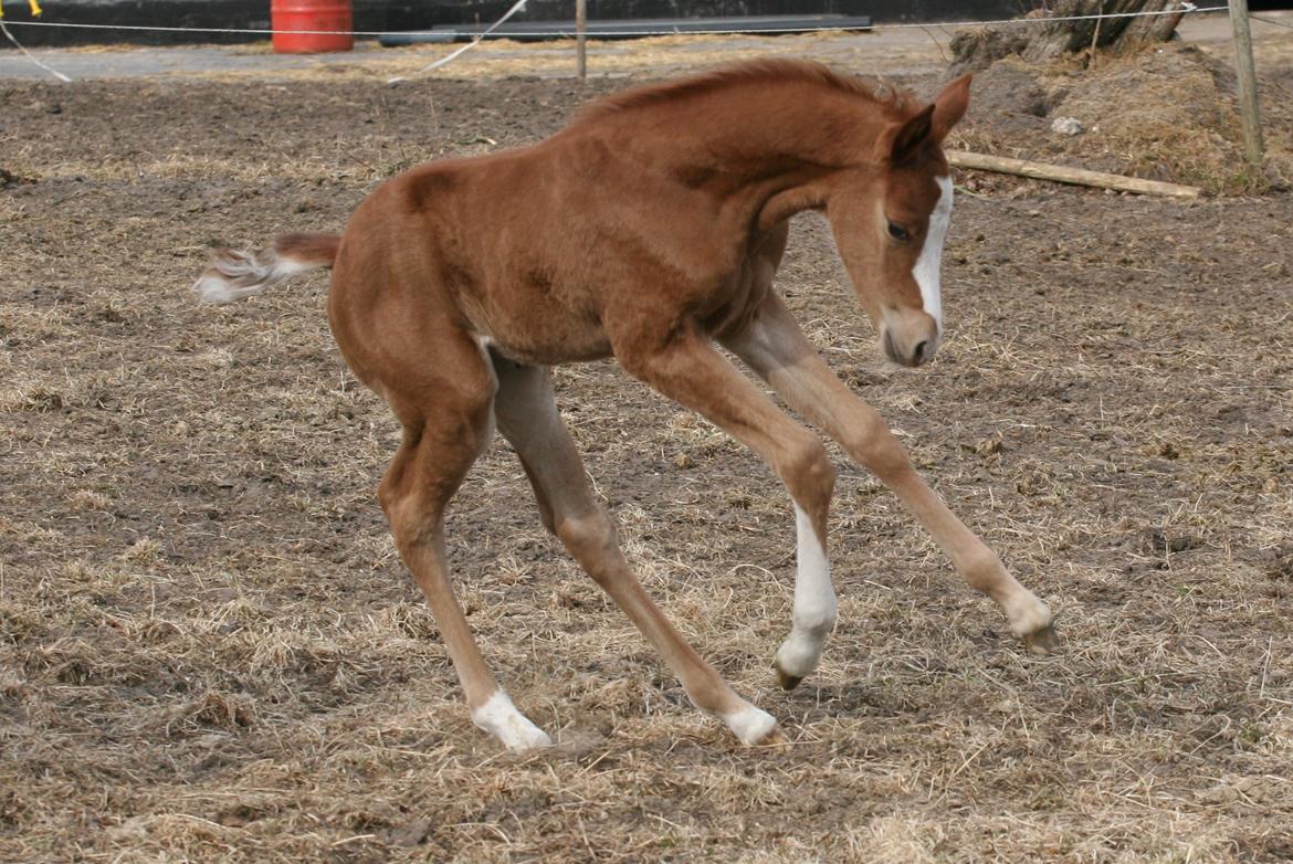 DSP Lykkebo Diva RSDH 708 billede 4