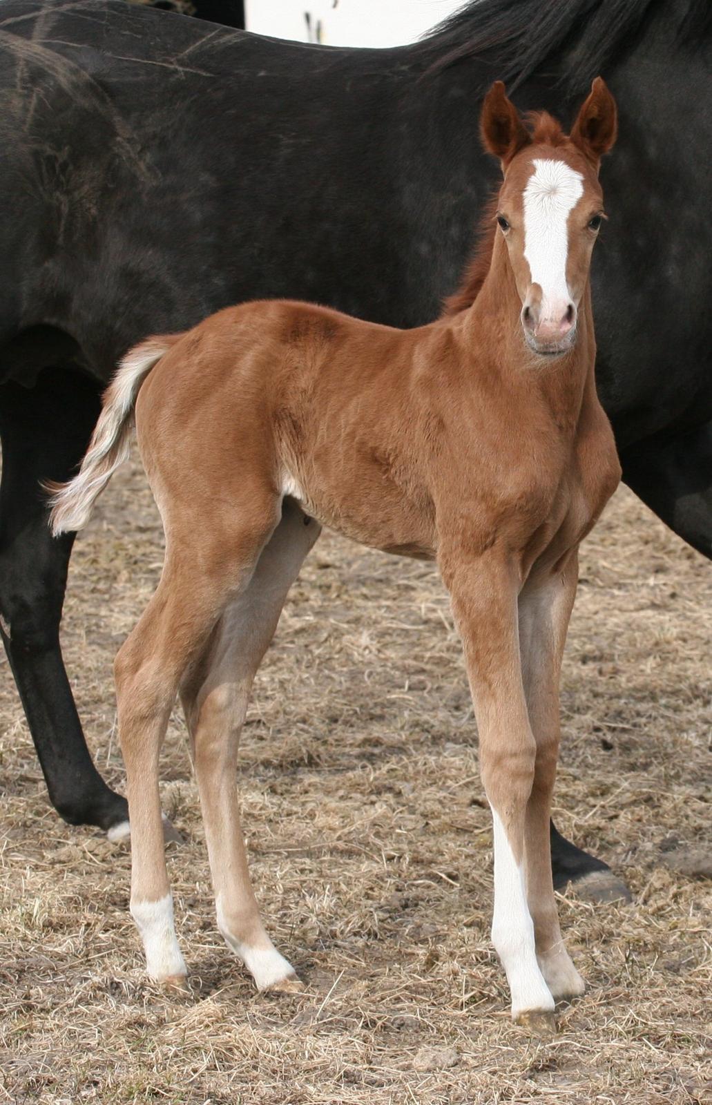 DSP Lykkebo Diva RSDH 708 billede 6