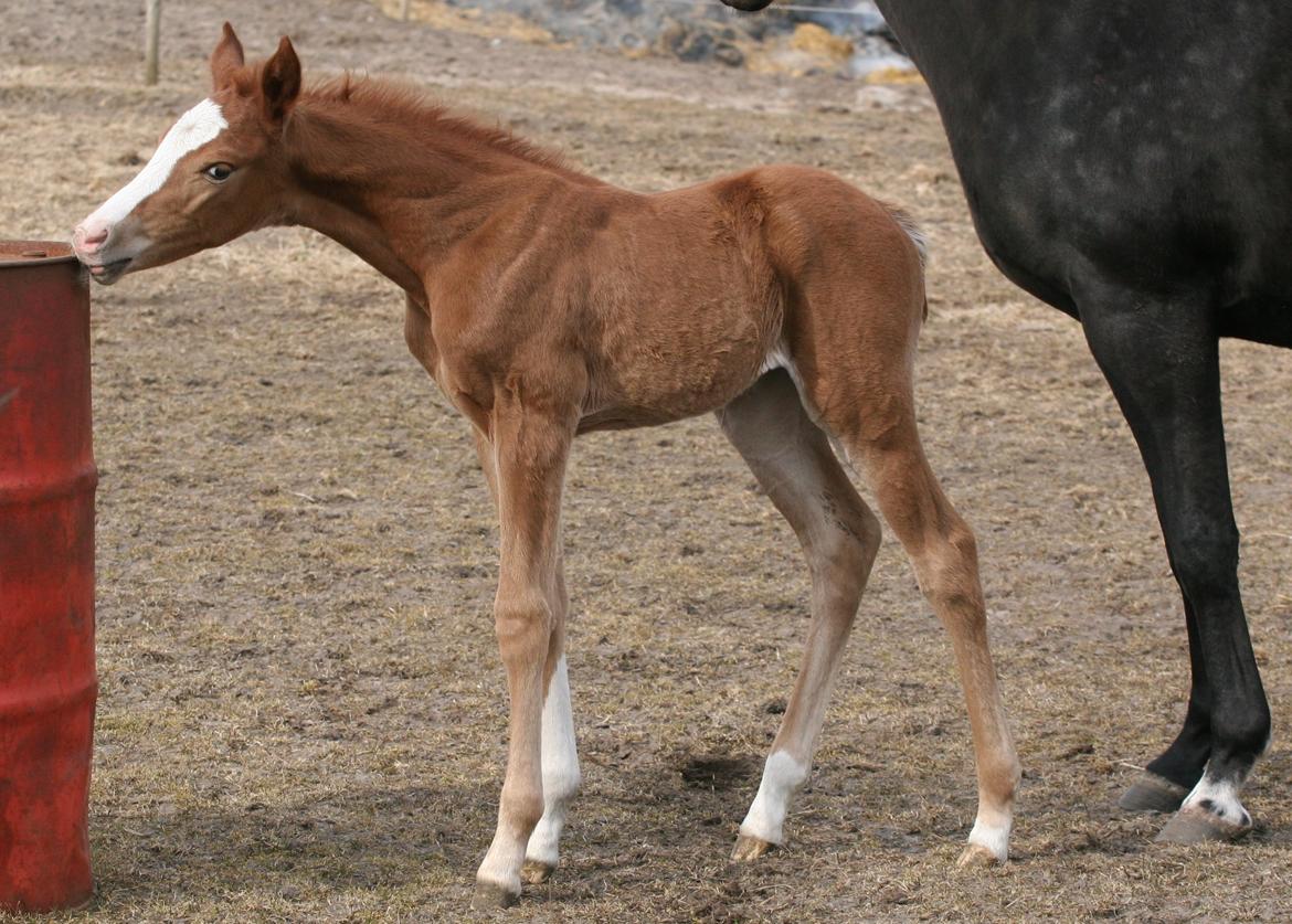 DSP Lykkebo Diva RSDH 708 billede 7