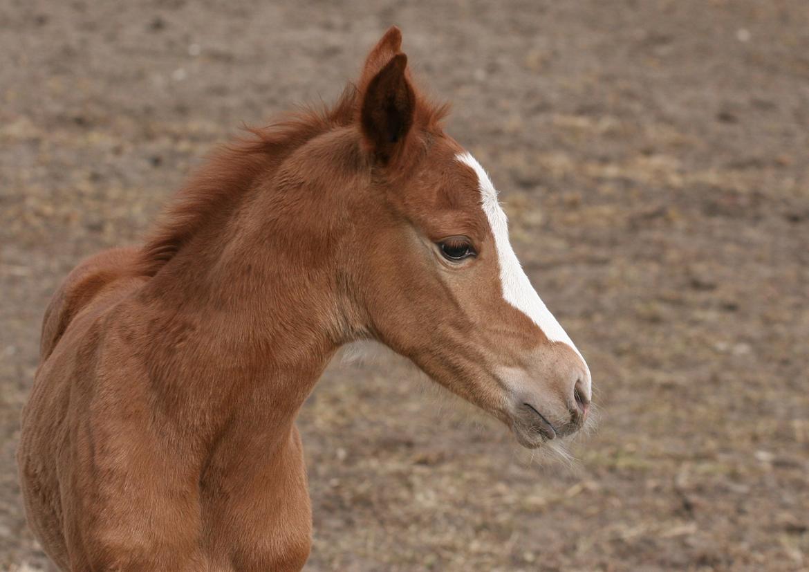 DSP Lykkebo Diva RSDH 708 billede 8