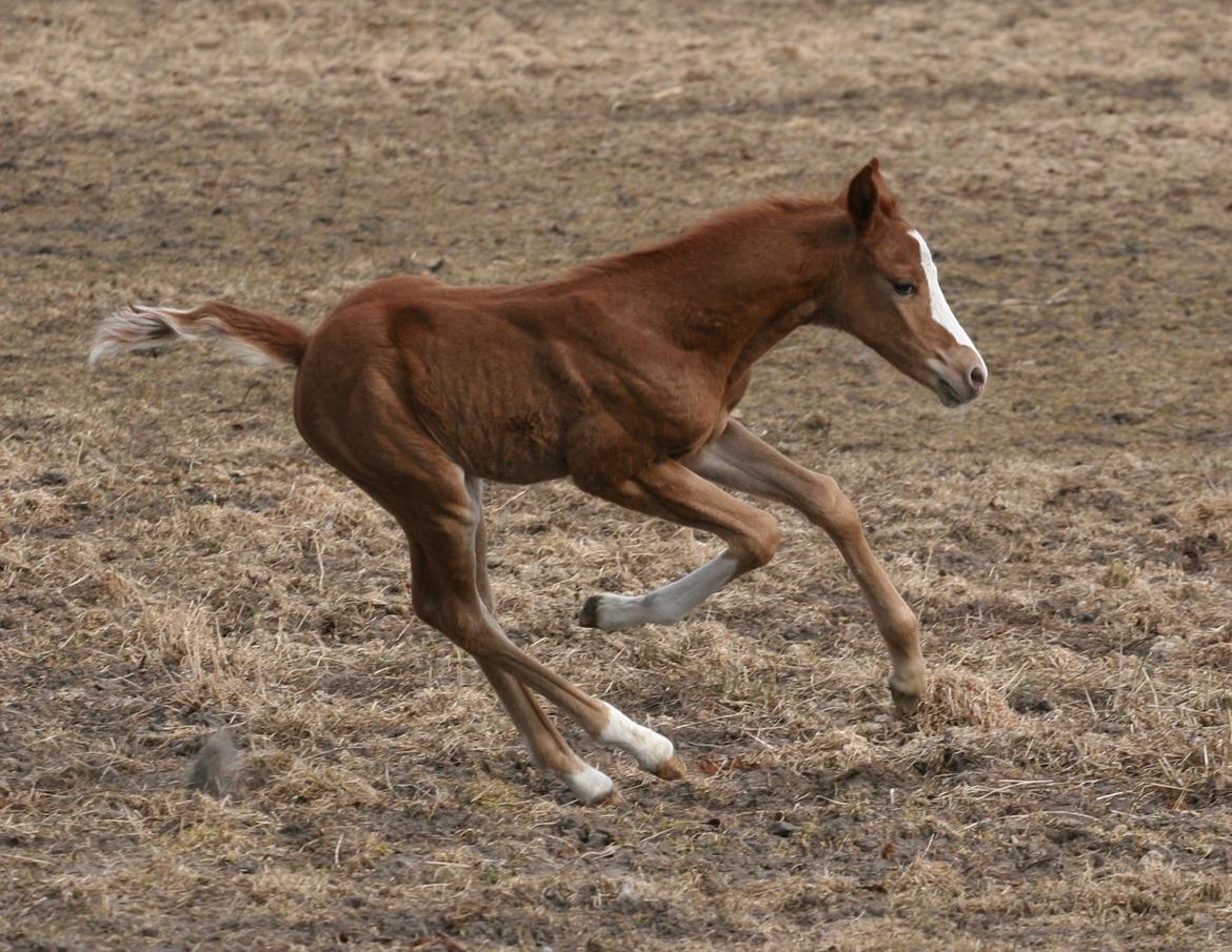 DSP Lykkebo Diva RSDH 708 billede 9