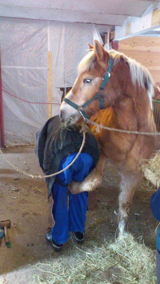 Haflinger Asterix - (14) Bassen får smed <3 E-N-D-E-L-I-G, billede 14