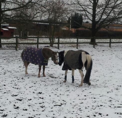 Dartmoor Skovbrynets Bastjan - Bastian og Twilight på fold billede 11
