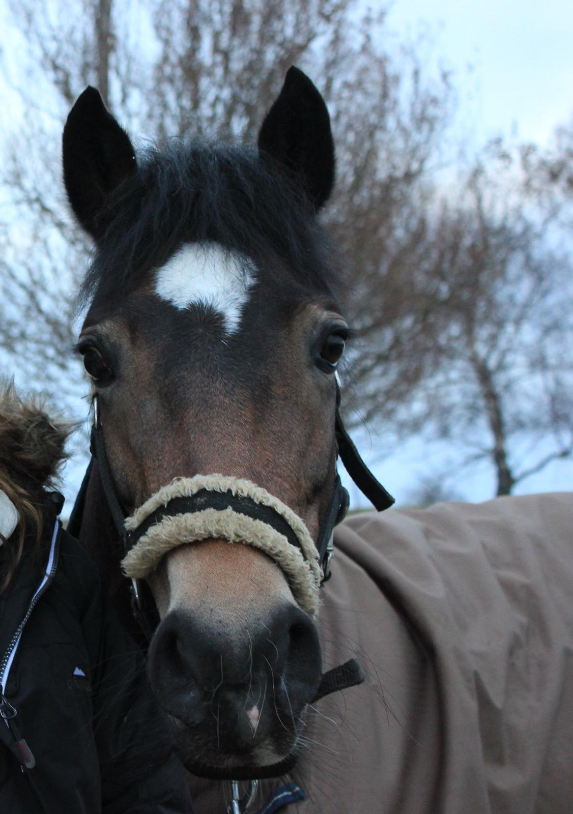 Hollandsk Sportspony July - Baby <3 Foto: Sofie Pedersen. billede 2
