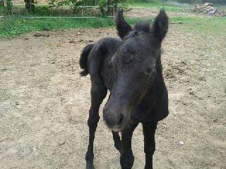 Welsh Mountain (sec A) Magic billede 2